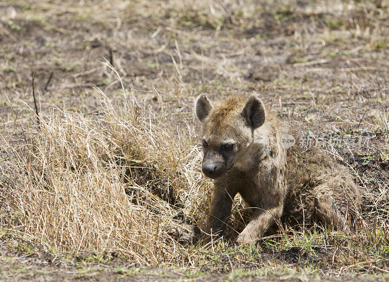 鬣狗在Ngorongoro