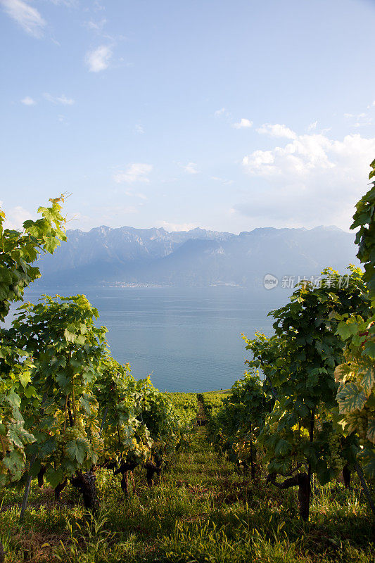 瑞士蒙特勒勒曼湖周围的葡萄园