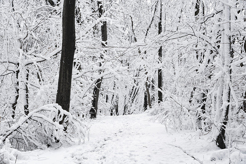 雪后的路在冬天的森林里