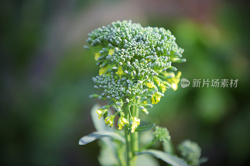 在凉爽的天气里种植新鲜的西兰花