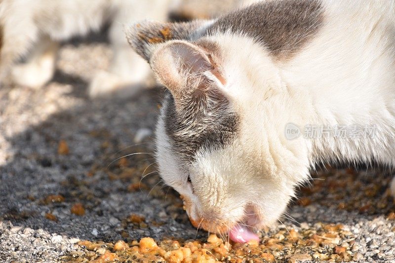 流浪猫吃