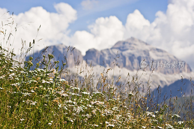 高山草和花，白云岩在夏天