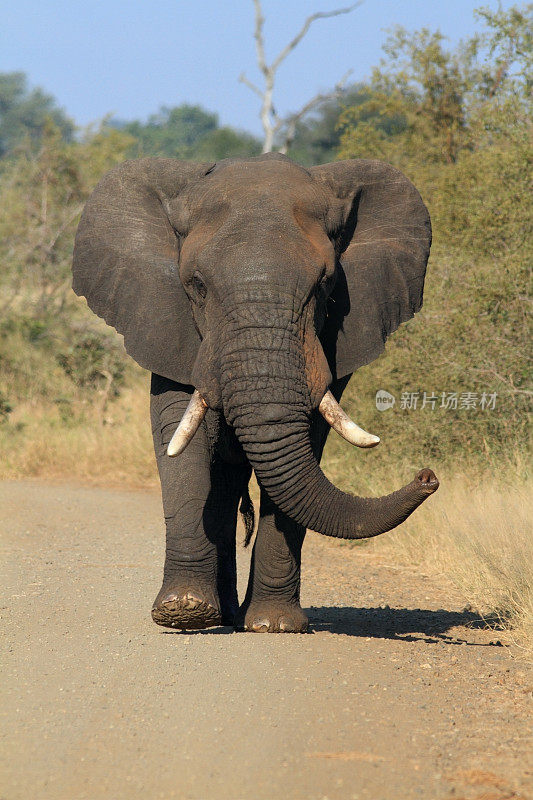 大象公牛向前行走，非洲动物野生，面朝树干侧