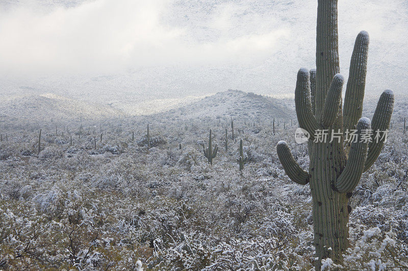 沙漠和雪地里的仙人掌