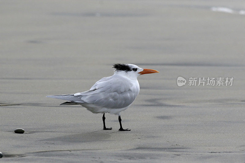 野生燕鸥海鸟