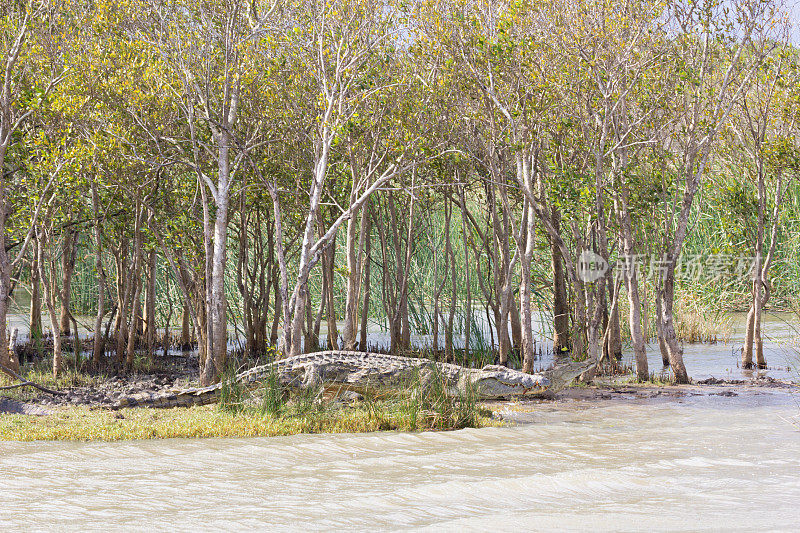 南非iSimangaliso湿地公园的尼罗河鳄鱼