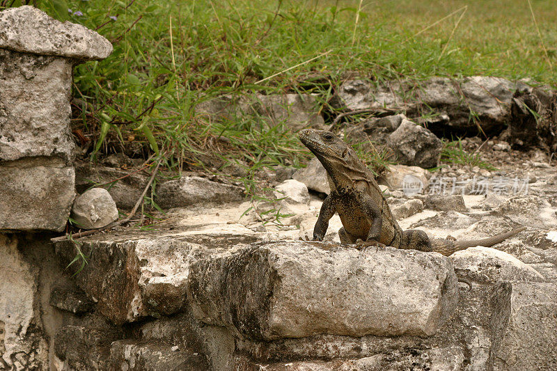 墨西哥玛雅图卢姆遗址上的鬣蜥