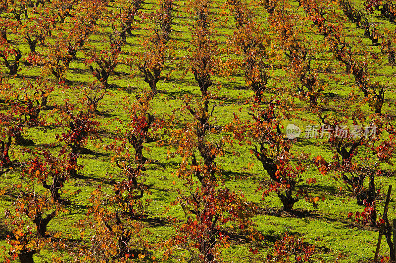 秋天的葡萄在索诺玛县CA