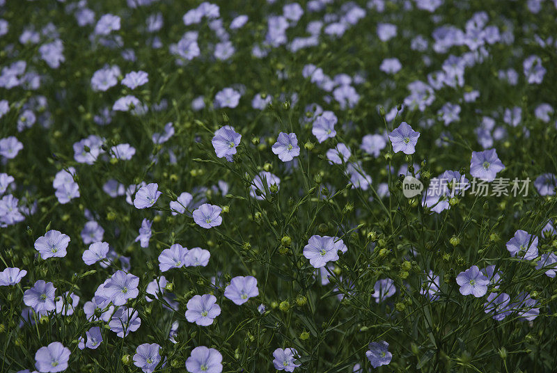 亚麻花