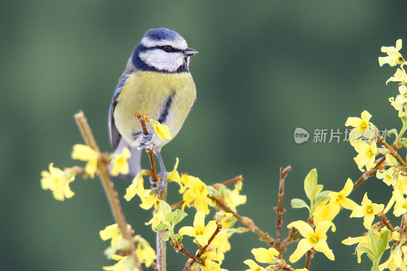 Bluetit对连翘