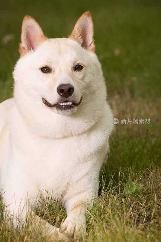 微笑的柴犬