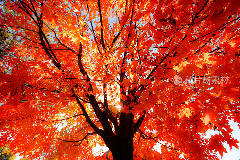 抬头看背点燃秋天红枫树叶