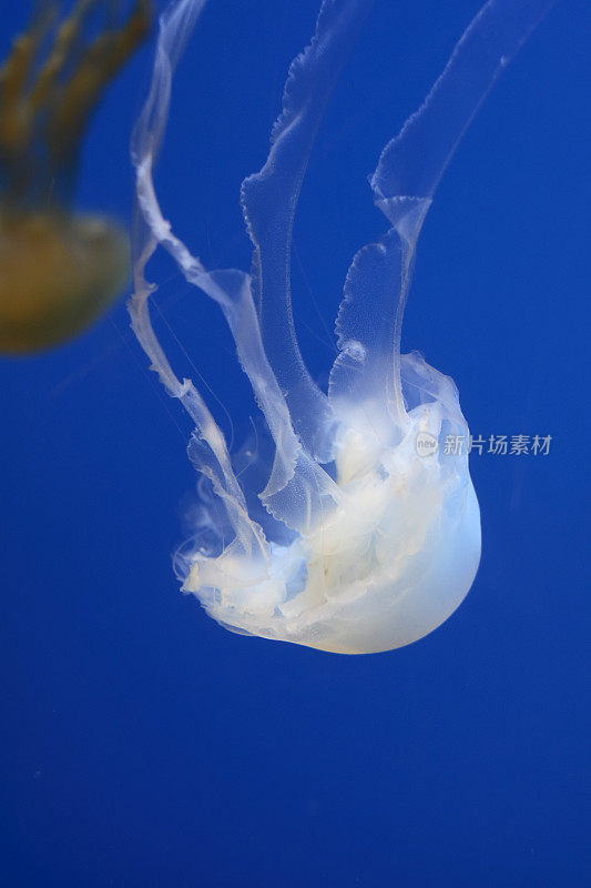 海洋生物