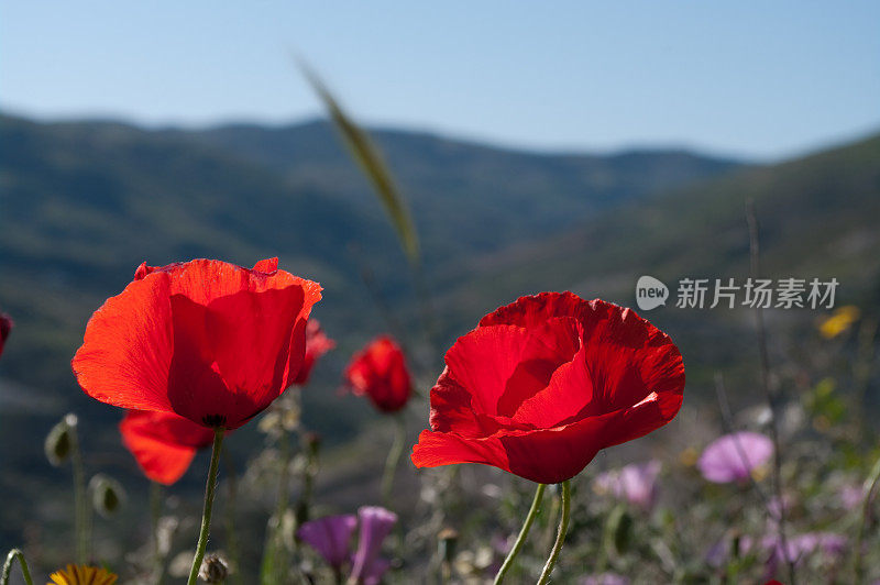 西班牙野生草地上的罂粟花