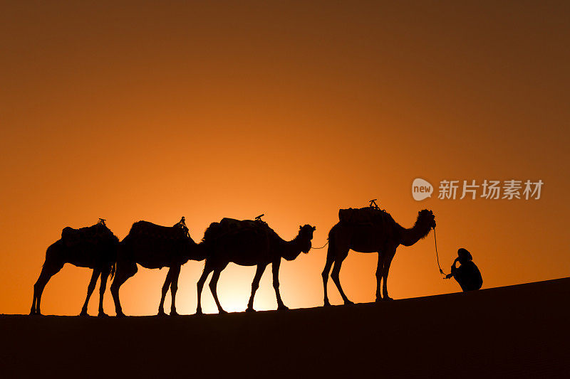 日落沙漠骆驼商队剪影
