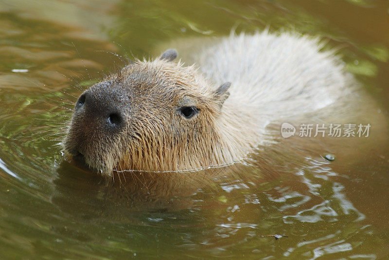 水豚游泳