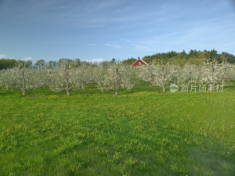 苹果园鲜花盛开