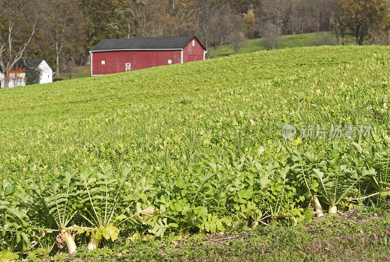 俄亥俄州的萝卜田和19世纪的谷仓