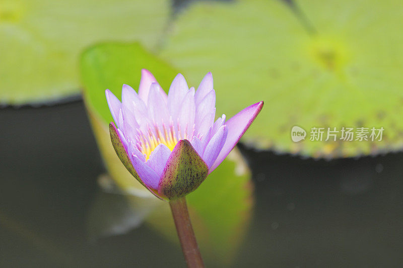 荷花粉红色，白色，花绿色，斯里兰卡湖