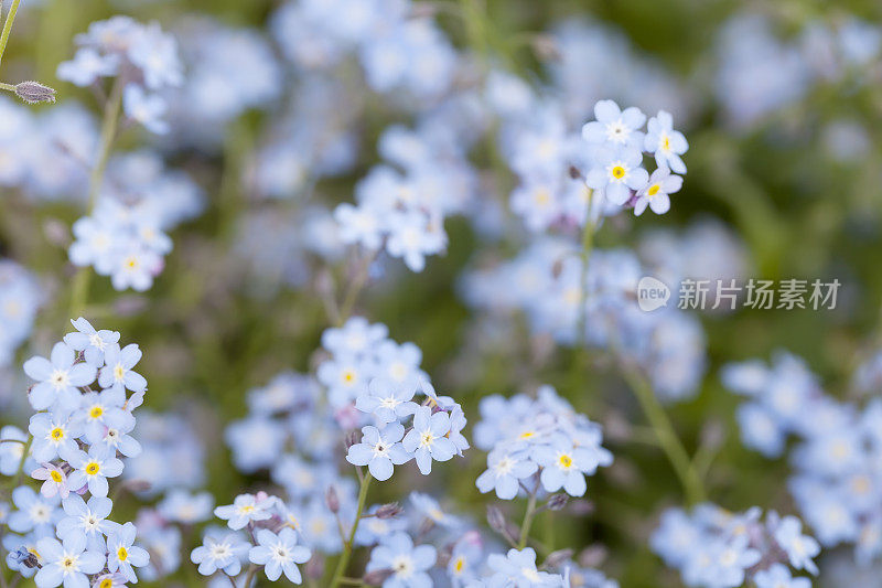 高山勿忘我(高山肌炎)