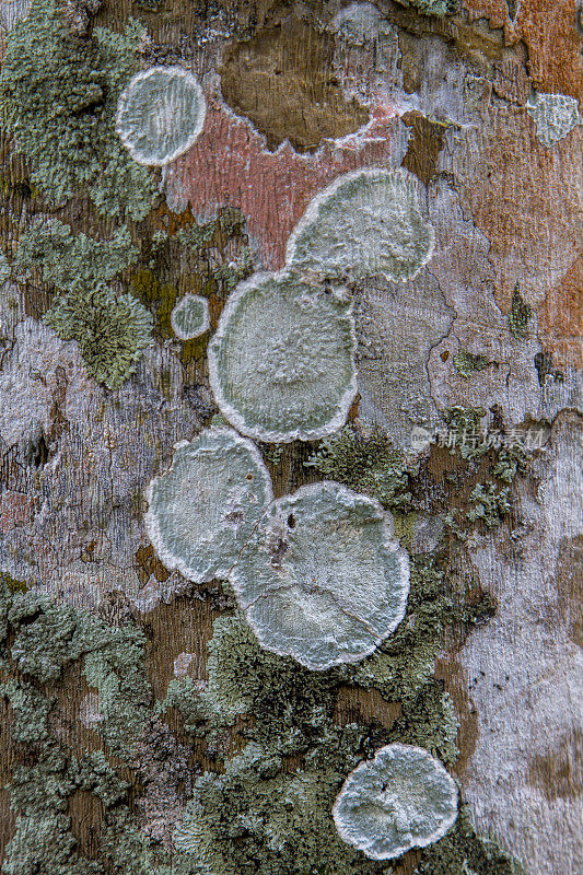 真菌在树皮