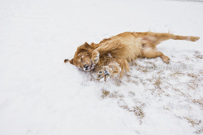 快乐的狗在外面的雪地里打滚