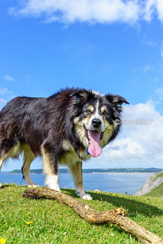 边境牧羊犬站在长满草的岬角上