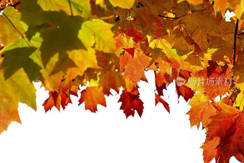 秋叶背景，红、橙、黄，映衬着明亮的天空