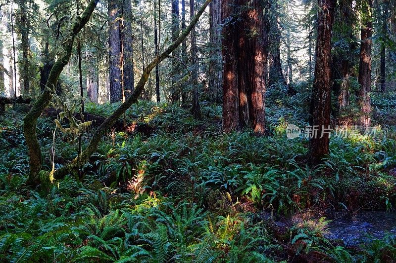 草原溪蕨类植物