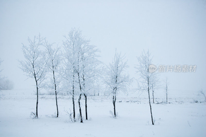 草原上的冬天，树上有厚厚的霜雪