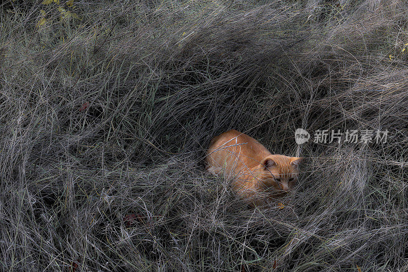 干草中的猫