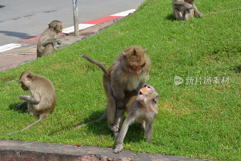 华富里邦三约寺外大街上的猴子