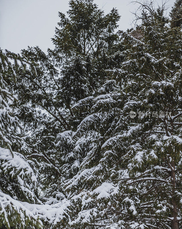 雪杉树