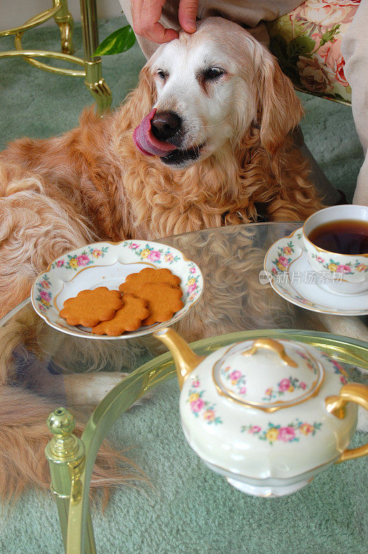 下午茶时间，满意的金毛寻回犬