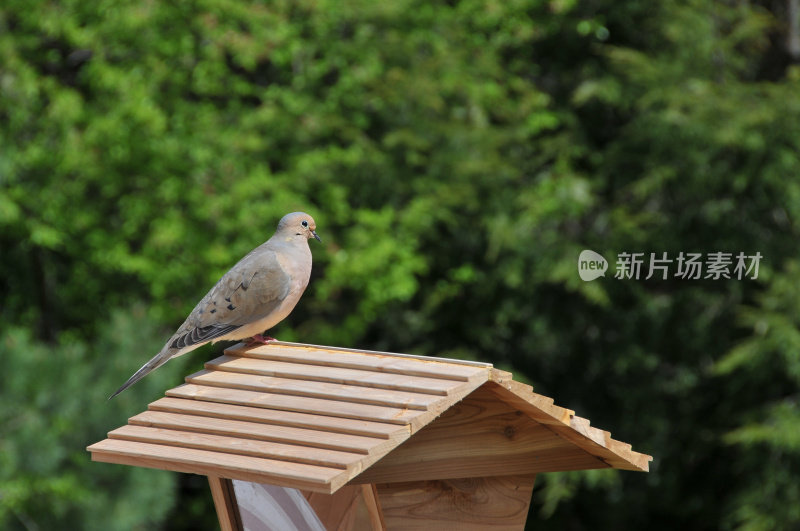 休息哀鸠