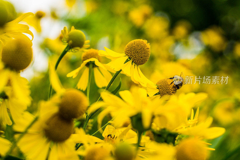 蜜蜂在行动