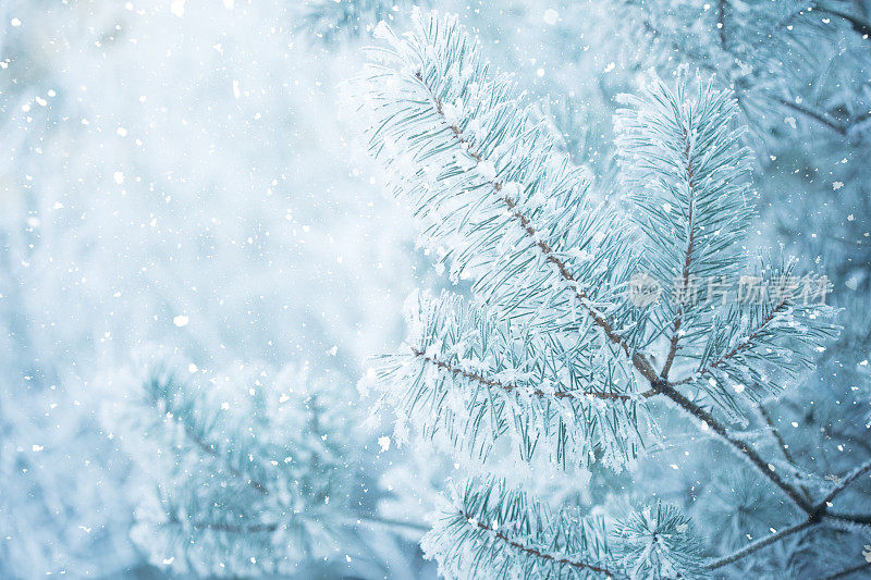 冬天的场景——树林里下雪