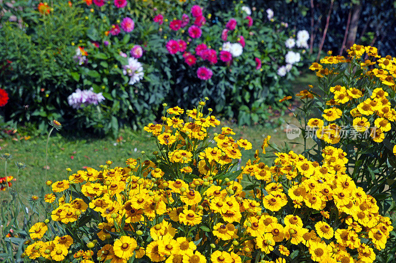 黄色helenium