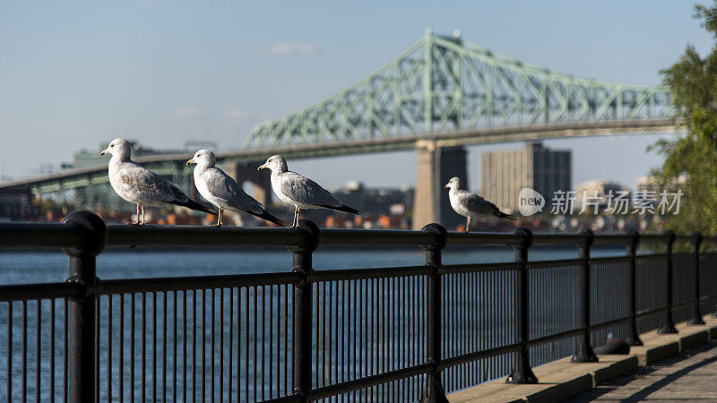 加拿大魁北克蒙特利尔桥，好奇的海鸥