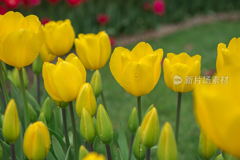 土耳其伊斯坦布尔花园里的郁金香花