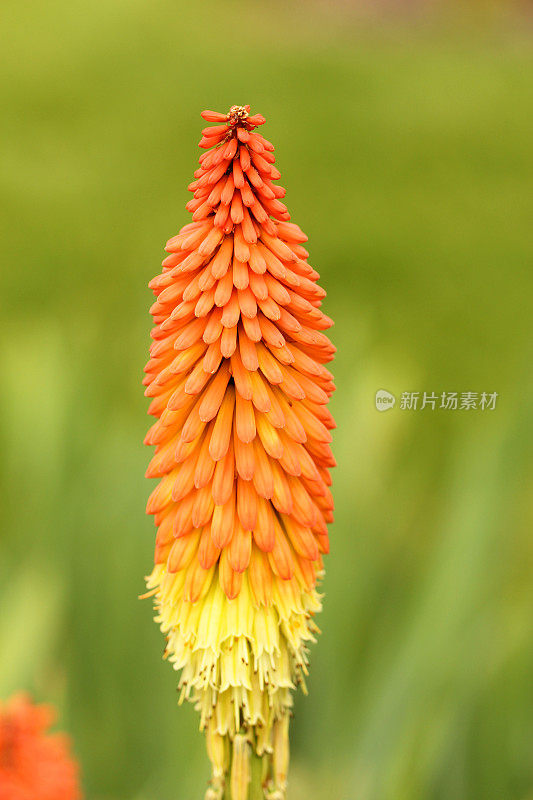 橙色开花植物特写镜头