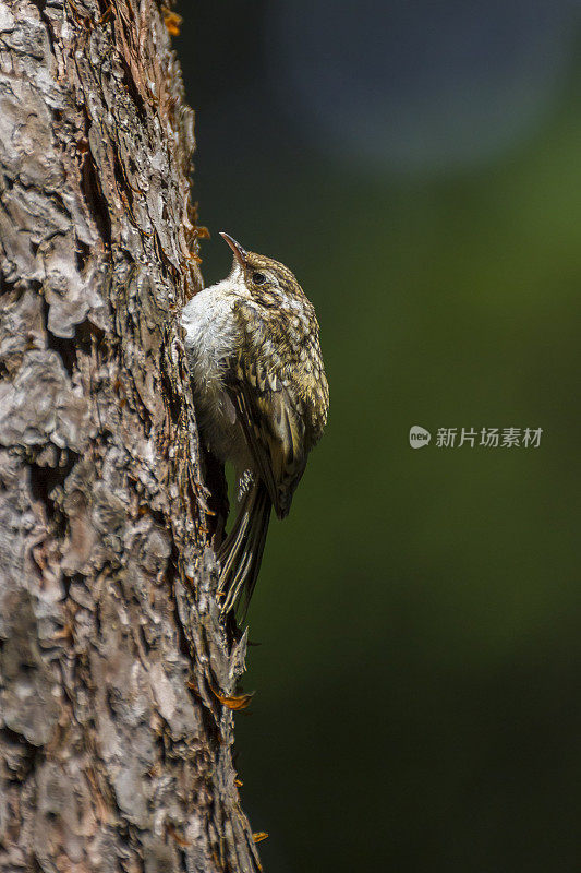 旋木雀