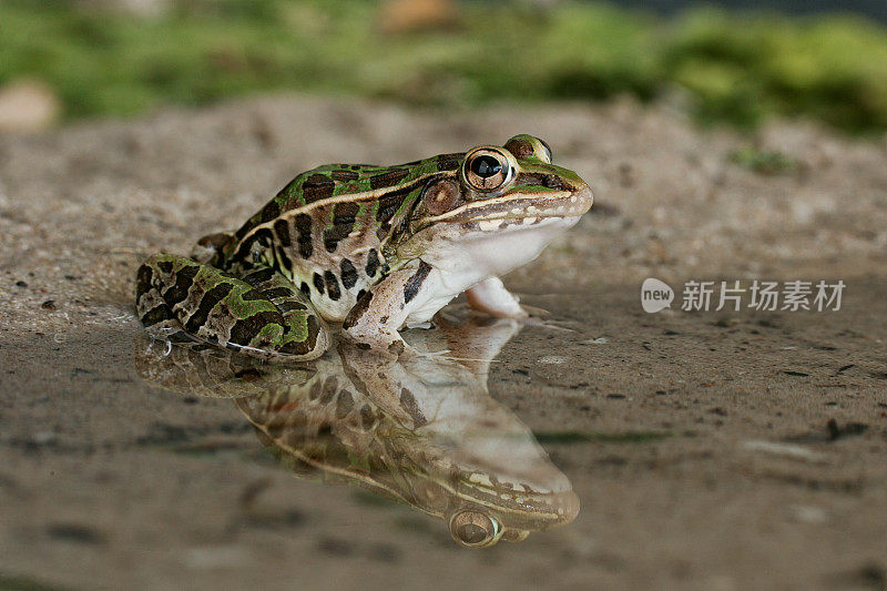 沉思中的豹蛙