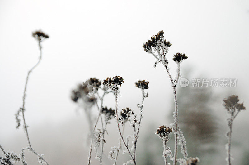 冬天的花