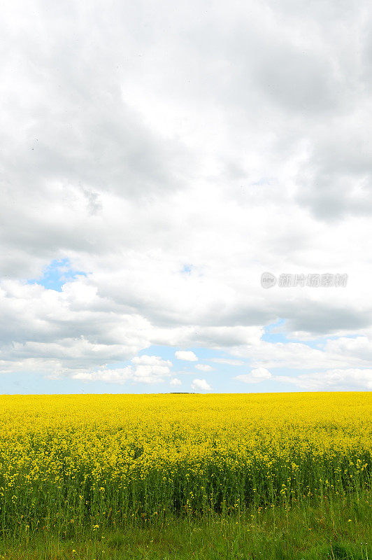 英国的风景