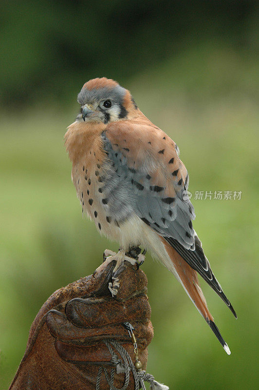 美国Kestral