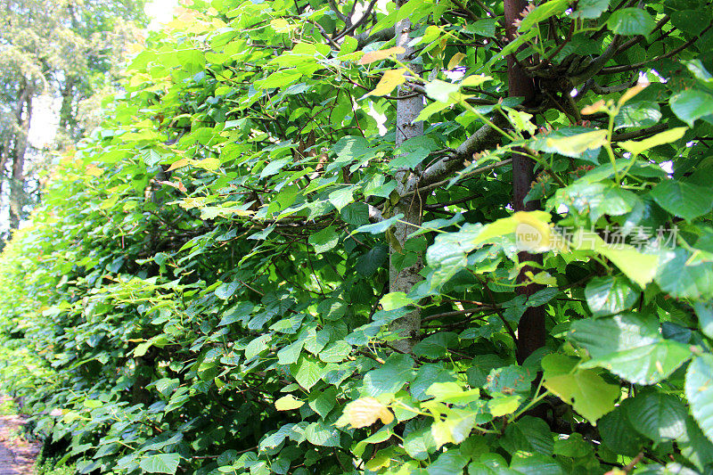 灌木，狭窄的修剪过的椴树树篱(椴)的图像