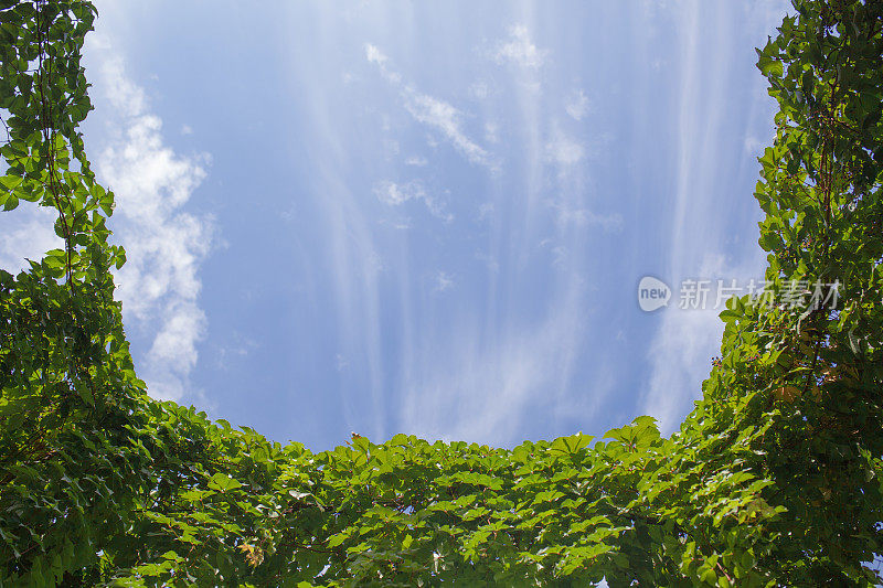 天空和植物的框架