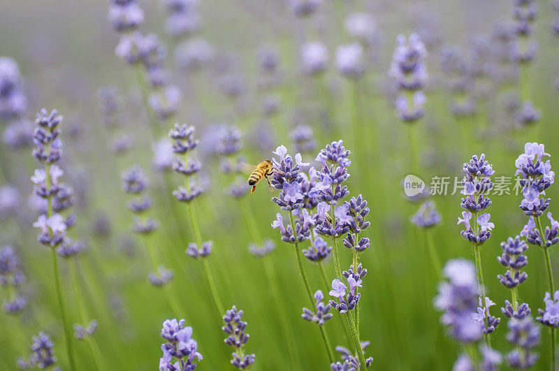 薰衣草和蜜蜂