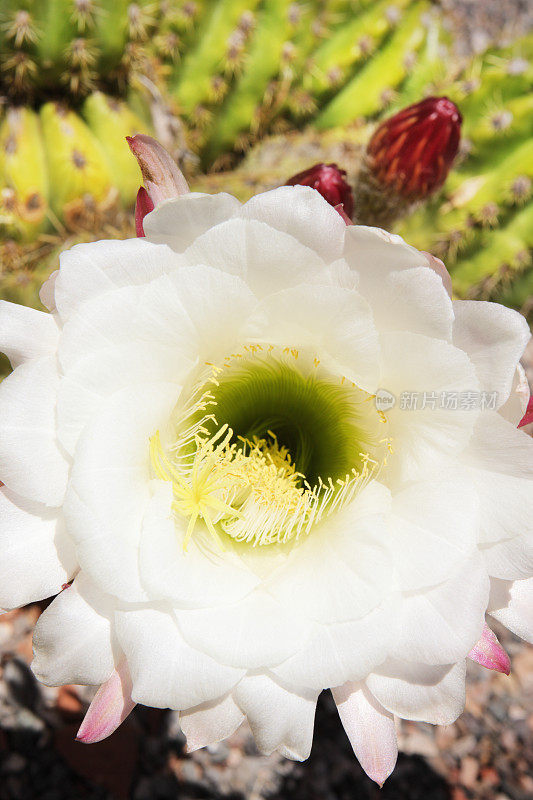 仙人掌花开花花瓣雄蕊雌蕊